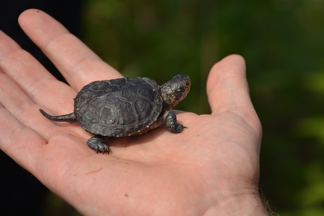 Reintrodukcja żółwia błotnego na terenie Nadleśnictwa Garwolin