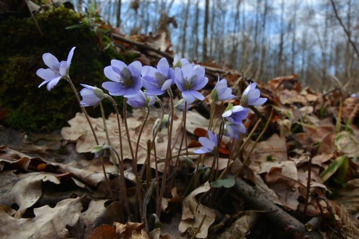 Przylaszczka&#x20;pospolita&#x20;&#x28;Hepatica&#x20;nobilis&#x20;Mill&#x2e;&#x29;