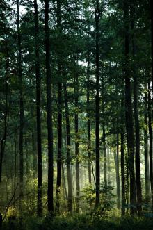 Ogłoszenie o zakupie lasów i gruntów przeznaczonych do zalesienia.